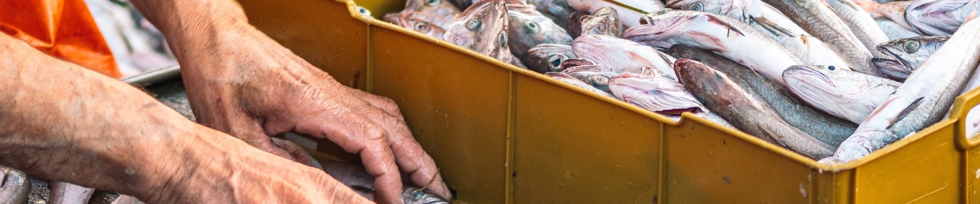 Various freshly just caught fish in plastic crates