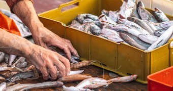 Various freshly just caught fish in plastic crates